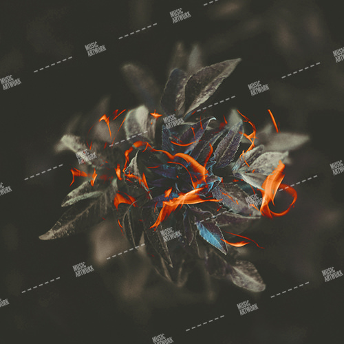 album art with plant and fire