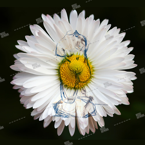 Music album artwork with a daisy and a sketch