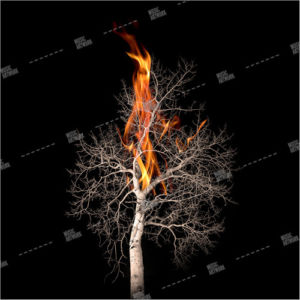 Album artwork design with tree burning